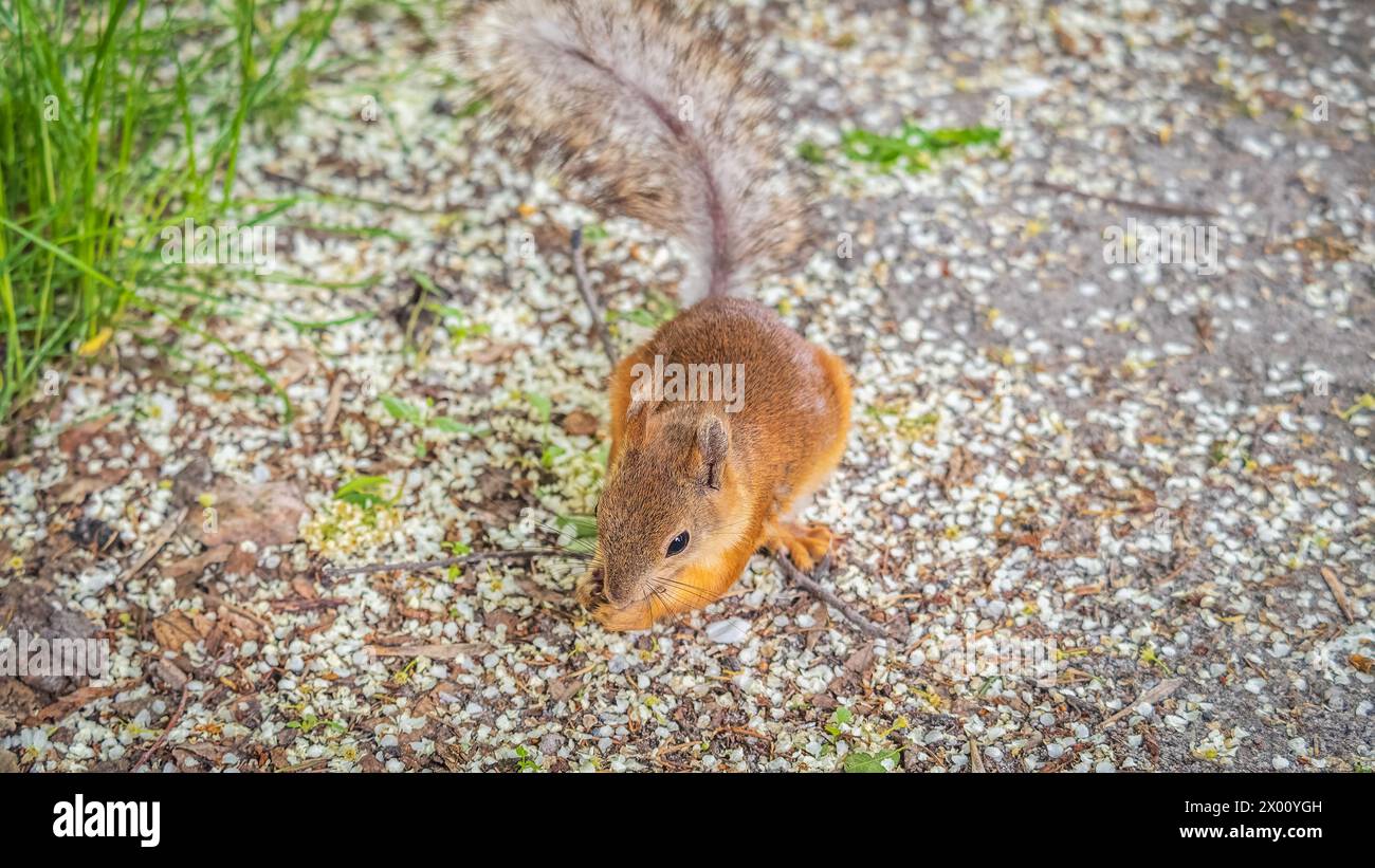 Eichhörnchen im Herbst oder Frühling mit Nuss auf dem grünen Gras mit gefallenen gelben Blättern. Eichhörnchen auf der Suche nach Nahrung auf dem Boden. Wildes Tier. Herbst oder sp Stockfoto