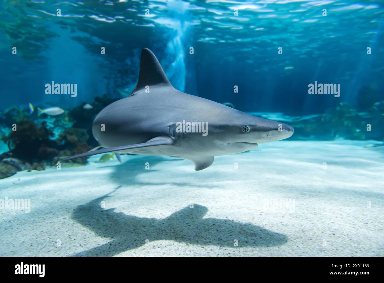 Ein Hai gleitet anmutig durch das klare blaue Wasser des Ozeans und wirft einen markanten Schatten auf den Sandboden darunter. Die Silhouette des Hais Contra Stockfoto