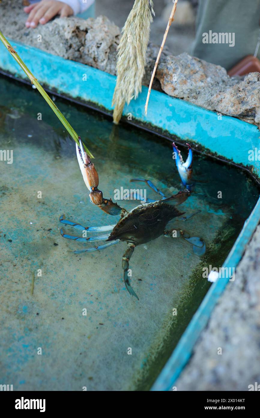 Blaukrabben zum Verkauf auf dem Fischmarkt. Callinectes sapidus oder Atlantische Blaukrabbe oder Chesapeake Blaue Krabbe. Hochwertige Fotos Stockfoto