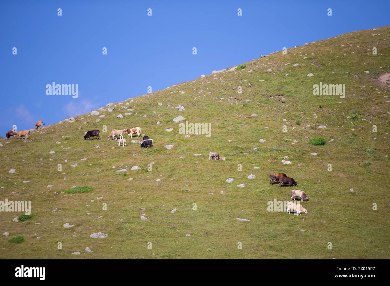Eine Herde Kühe weidet auf einem Berg, der mit Gras und felsigen Steinen bedeckt ist. Stockfoto