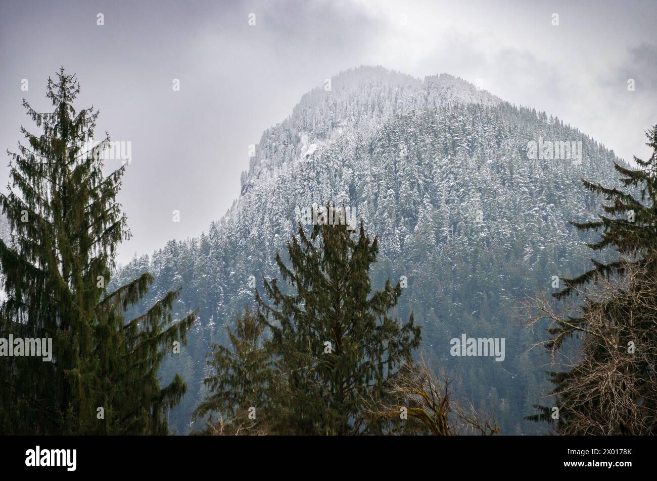 Blick auf den schneebedeckten Wald im Quinault Rainforest im Olympic National Park, Washington State, USA Stockfoto