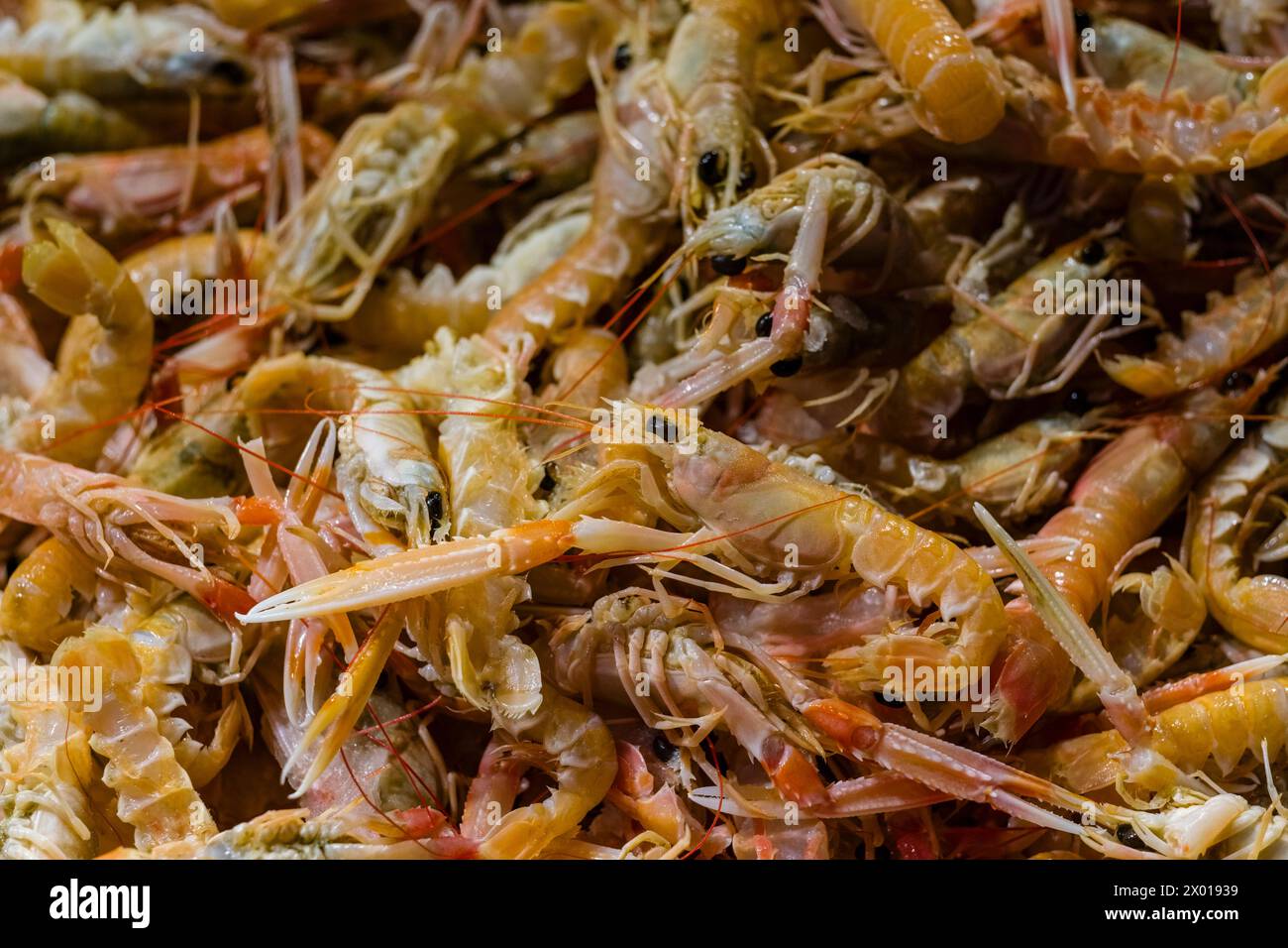 Frische Garnelen, verkauft in Mercato del Pesce al Minuto, dem Fischmarkt der Lagunenstadt. Stockfoto