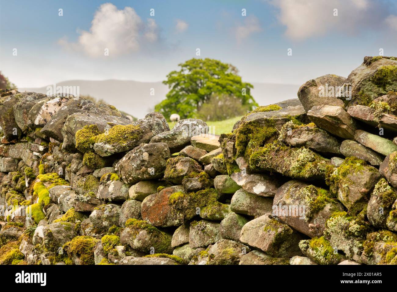 Nahaufnahme der Dry Stone Wall in den Yorkshire Dales, Großbritannien. Der Fokus liegt auf der Wand, möglicherweise am besten bei kleinen Größen. Stockfoto