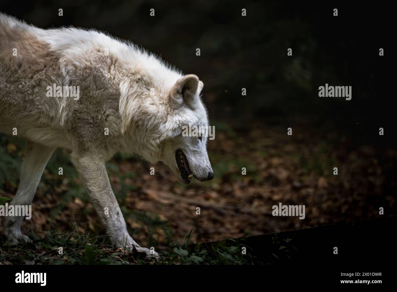 Weißer Wolf im Winter im Wald Stockfoto