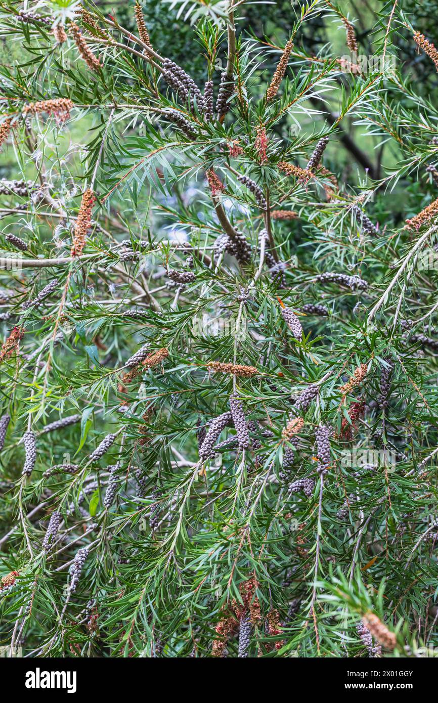 Callistemon rigidus (Stiff Bottlebrush) immergrüner Sträucher - Nahaufnahme von Laub und Samenkapseln Stockfoto