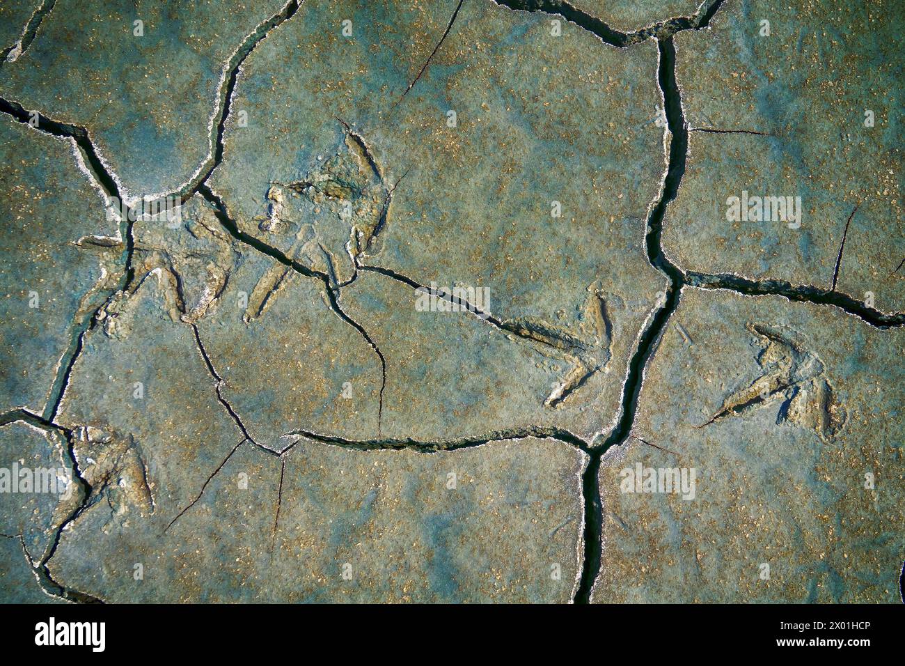 Rissschlamm mit Spuren von Demoiselle-Kran (Anthropoides virgo). Steppen der nördlichen Schwarzmeerregion, kleine Depression Stockfoto
