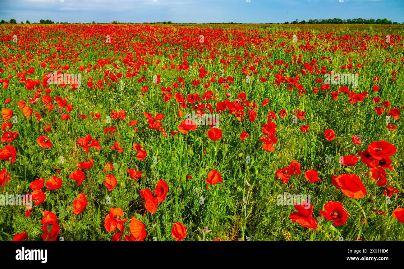 Rotes Feld. Riesige Mohnblühfelder an der Nordküste des Schwarzen Meeres, in der Frühlingssteppe. Kupferrose (Papaver rhoeas) Stockfoto