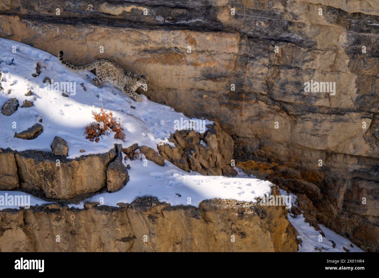 Snow Leopard - Panthera uncia, wunderschöne berühmte große Katze aus asiatischen Hochgebirgen, Himalaya, Spiti Valley, Indien. Stockfoto