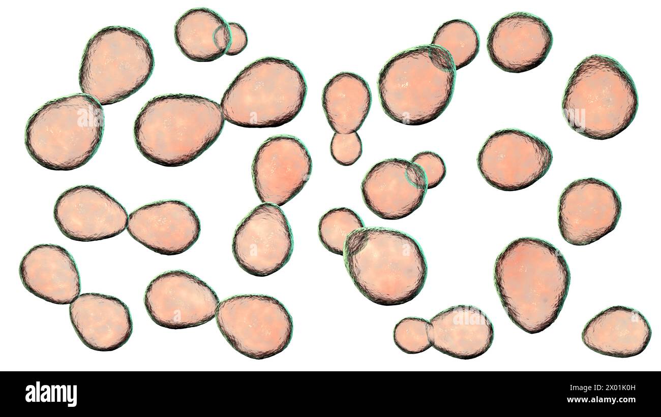 Illustration von histoplasma capsulatum, einem parasitären Hefe-ähnlichen dimorphen Pilz, der Lungeninfektions-histoplasmose verursachen kann. Die abgebildete Hefeform findet sich in der Regel in Wirtsgeweben. Stockfoto