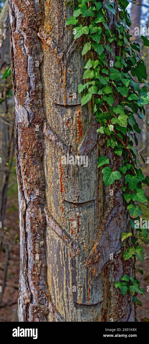 Alte Spuren der Harzgewinnung durch Harzarbeiter an einem alten Baumstamm im Wald bei Bath Voeslau, Osterreich Stockfoto