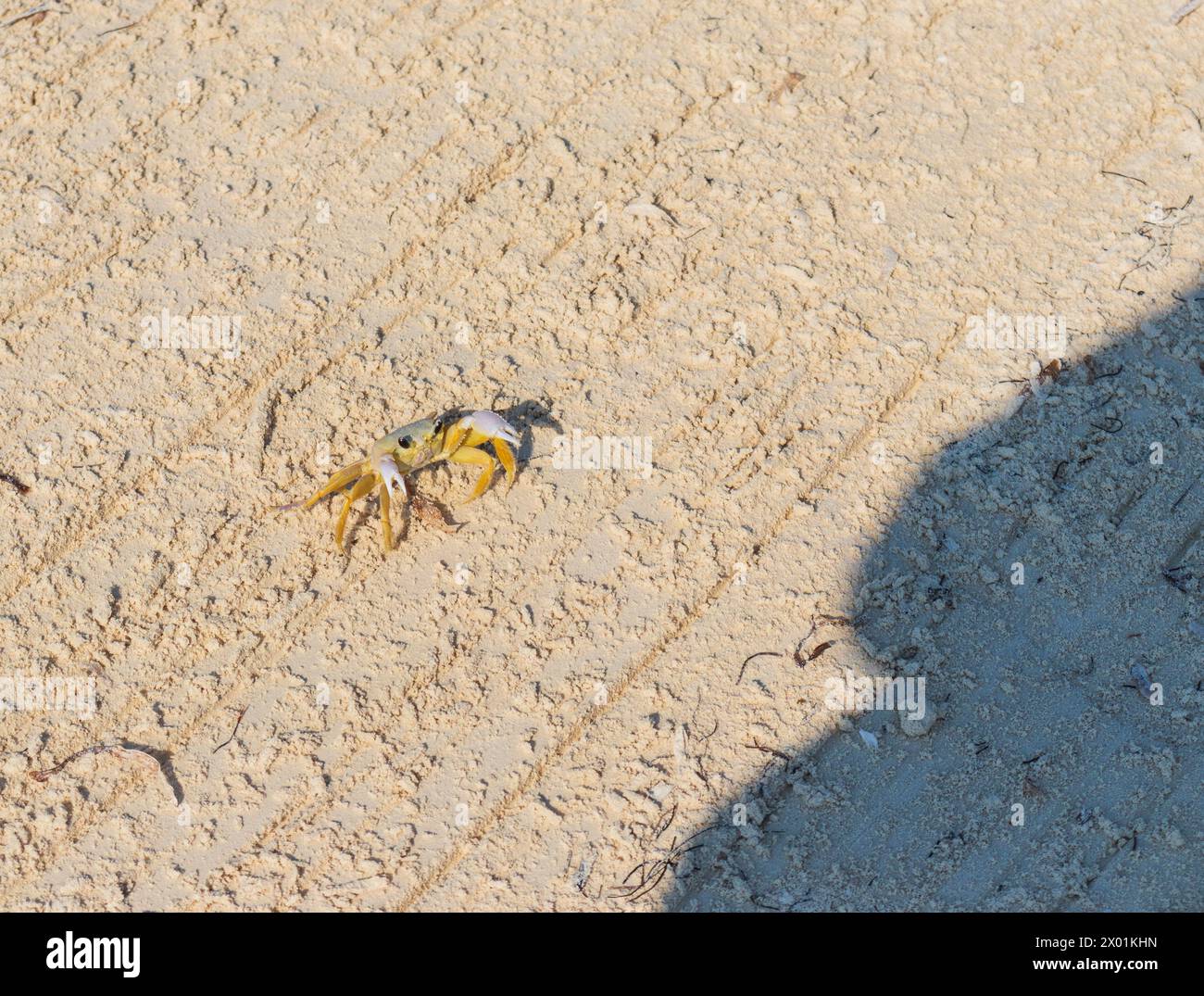 Nahaufnahme der kleinen Krabbe auf dem Sand Stockfoto