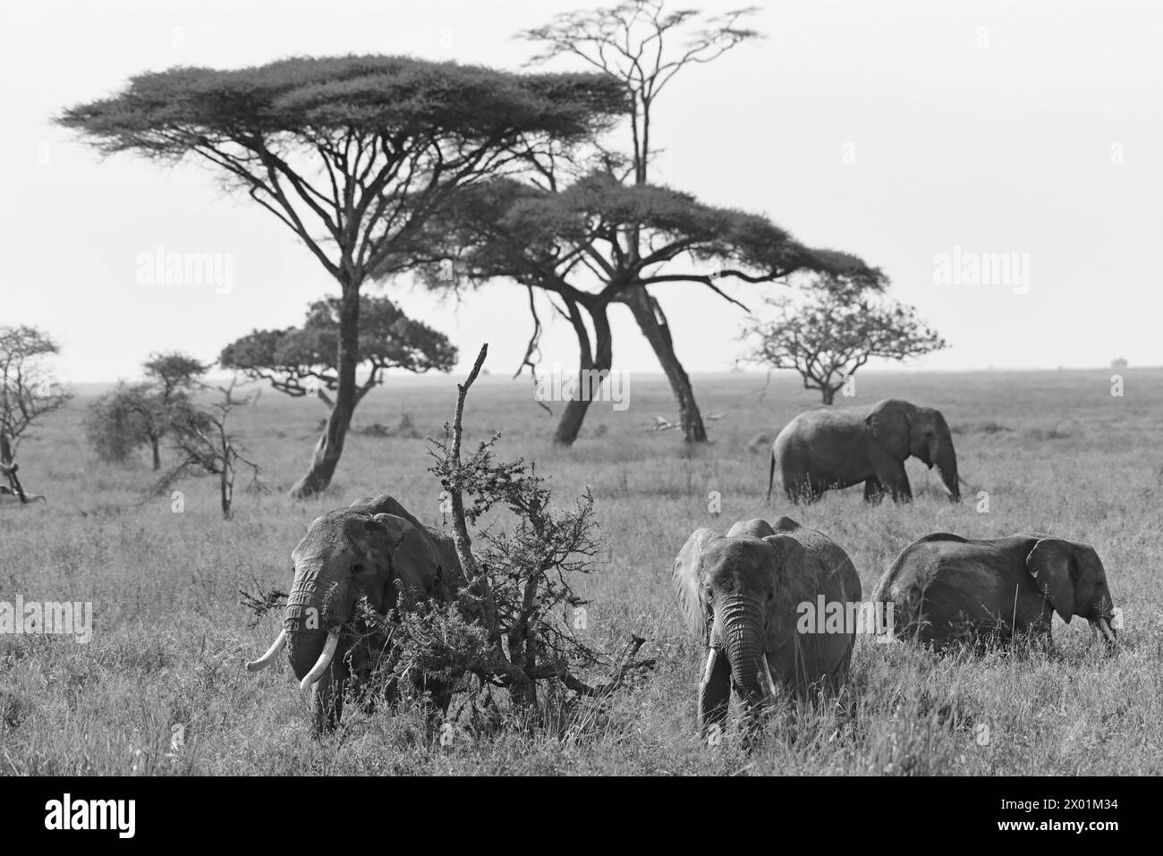 Kleine Elefantenherde auf der Suche nach der Savanne im Serengeti-Nationalpark in Tansania Stockfoto