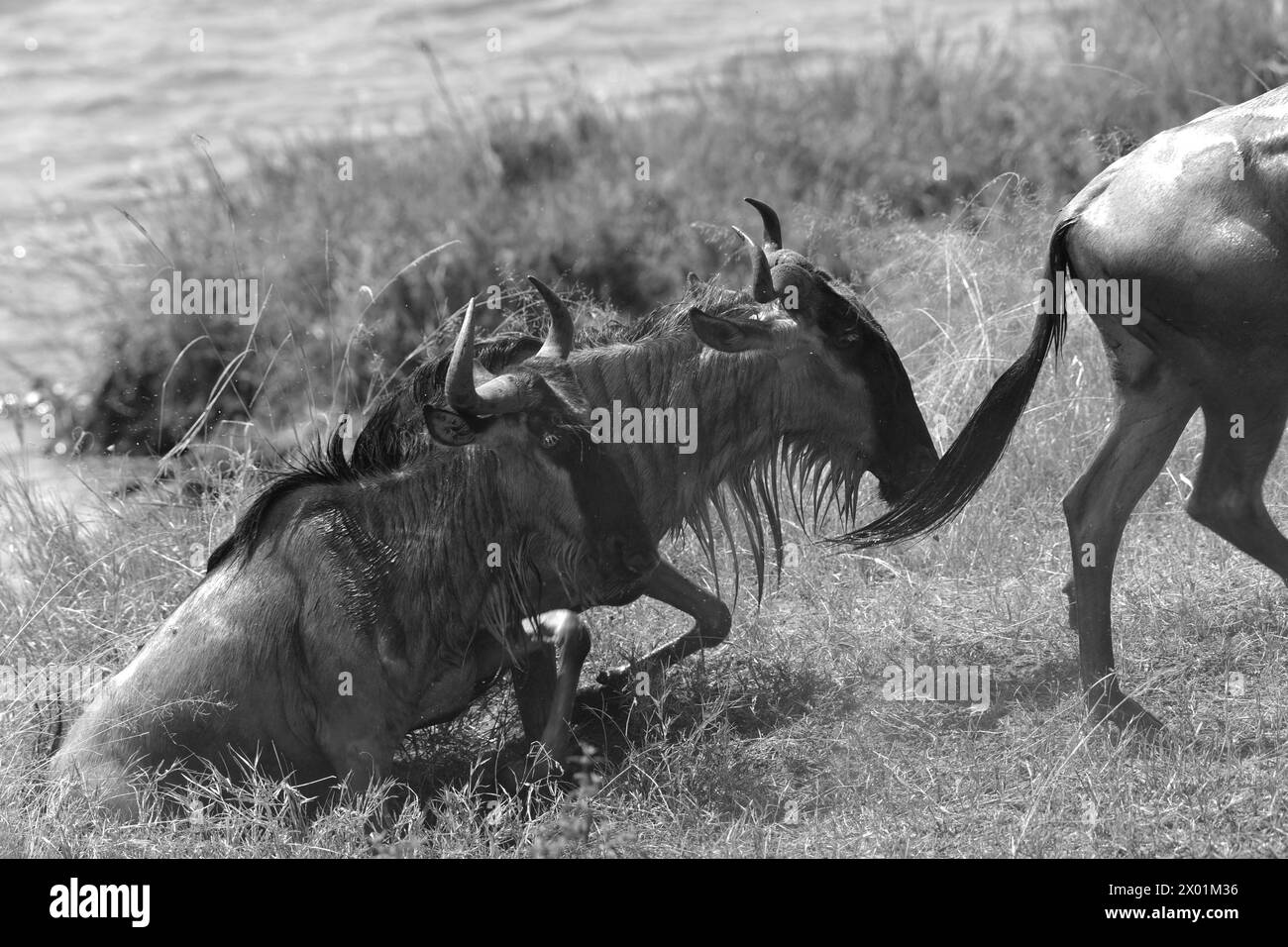 Schwarz-weiß-Bild von Gnus, die den Mara River überqueren Stockfoto