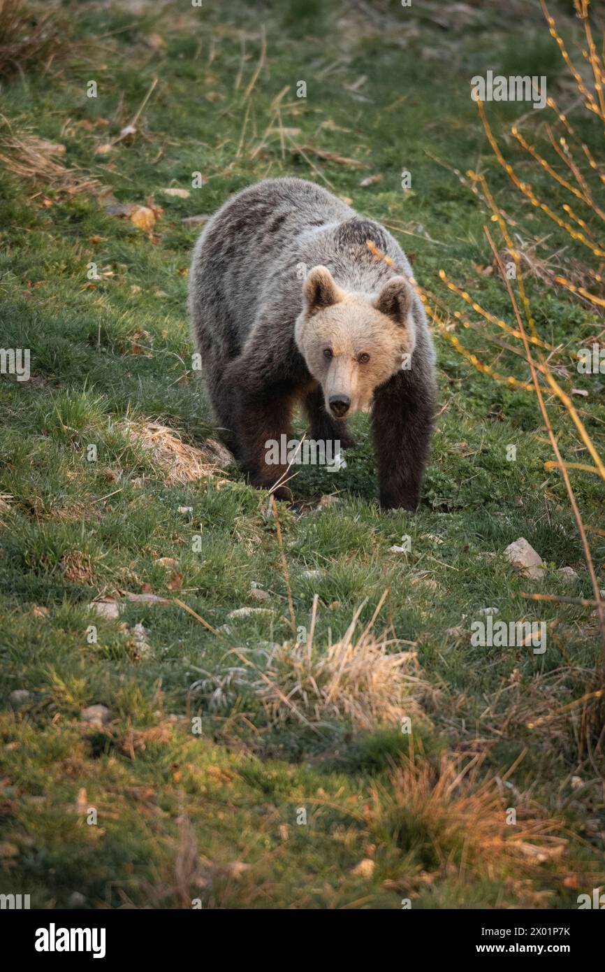 Braunbär von Bunea Wilderness Hide, Făgăraș-Gebirge, Argeș County, Muntenia, Rumänien Stockfoto