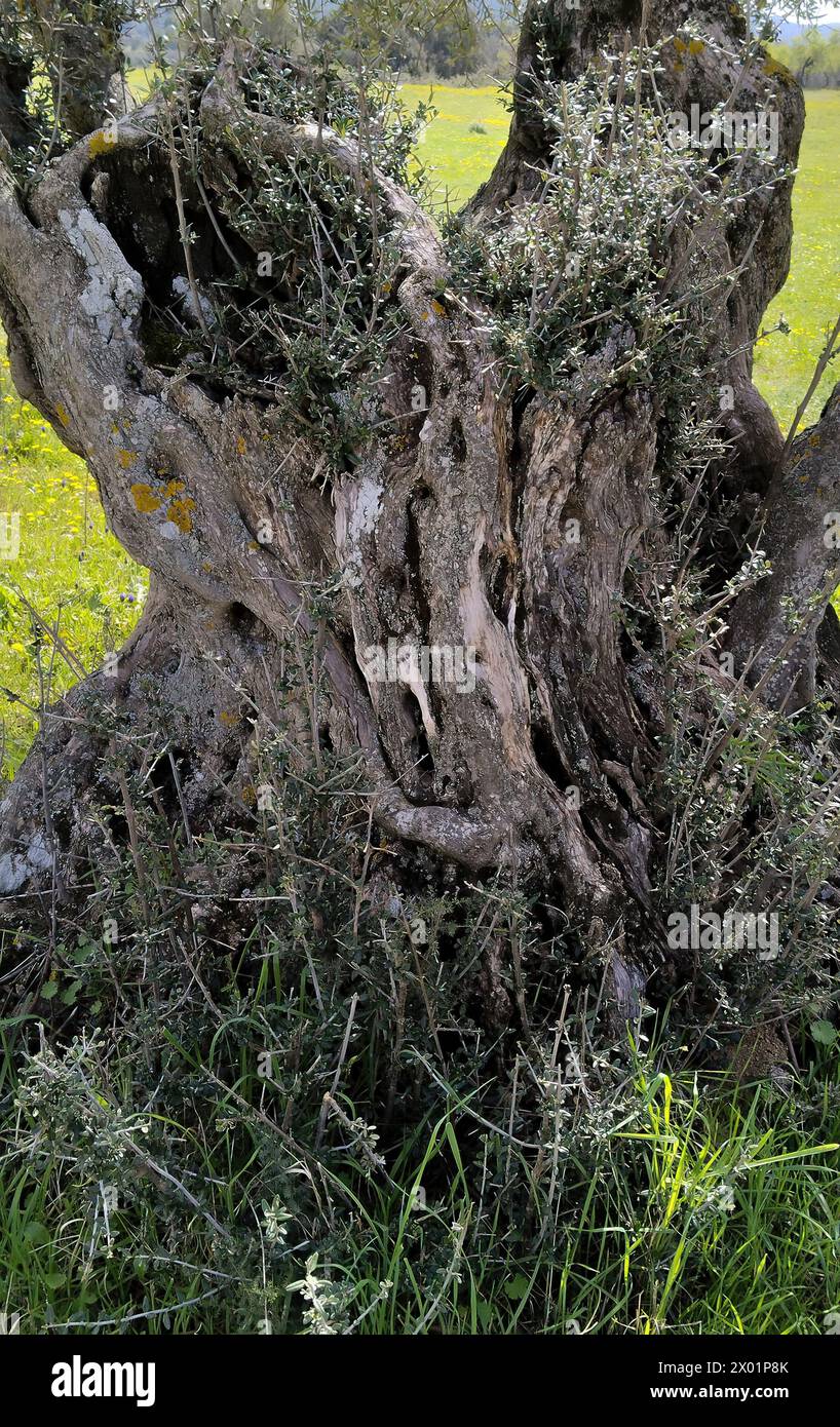 thuja smaragd 160 180 Lebensbaum Thuja occidentalis Smaragd 160-180 cm Höhe Ballenware