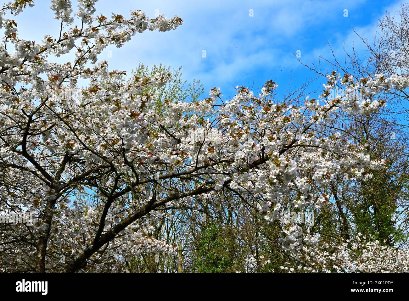 In Großbritannien - Spring Blossom Stockfoto