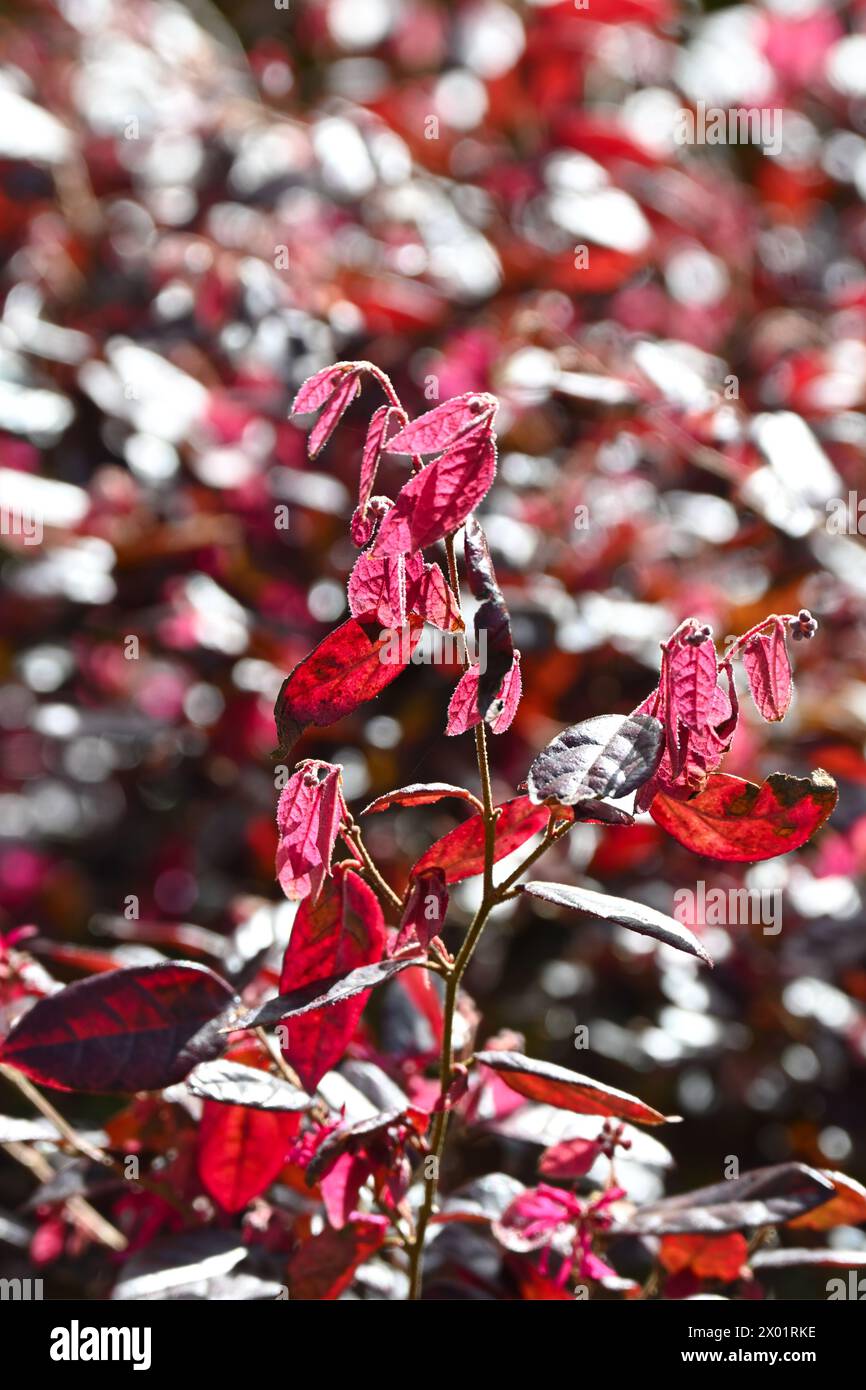 Weiches neues rotes/violettes immergrünes Laub des Loropetalum chinensis Fire Dance oder chinesische Hexenhamelis, die im britischen Gartenmarsch wächst Stockfoto