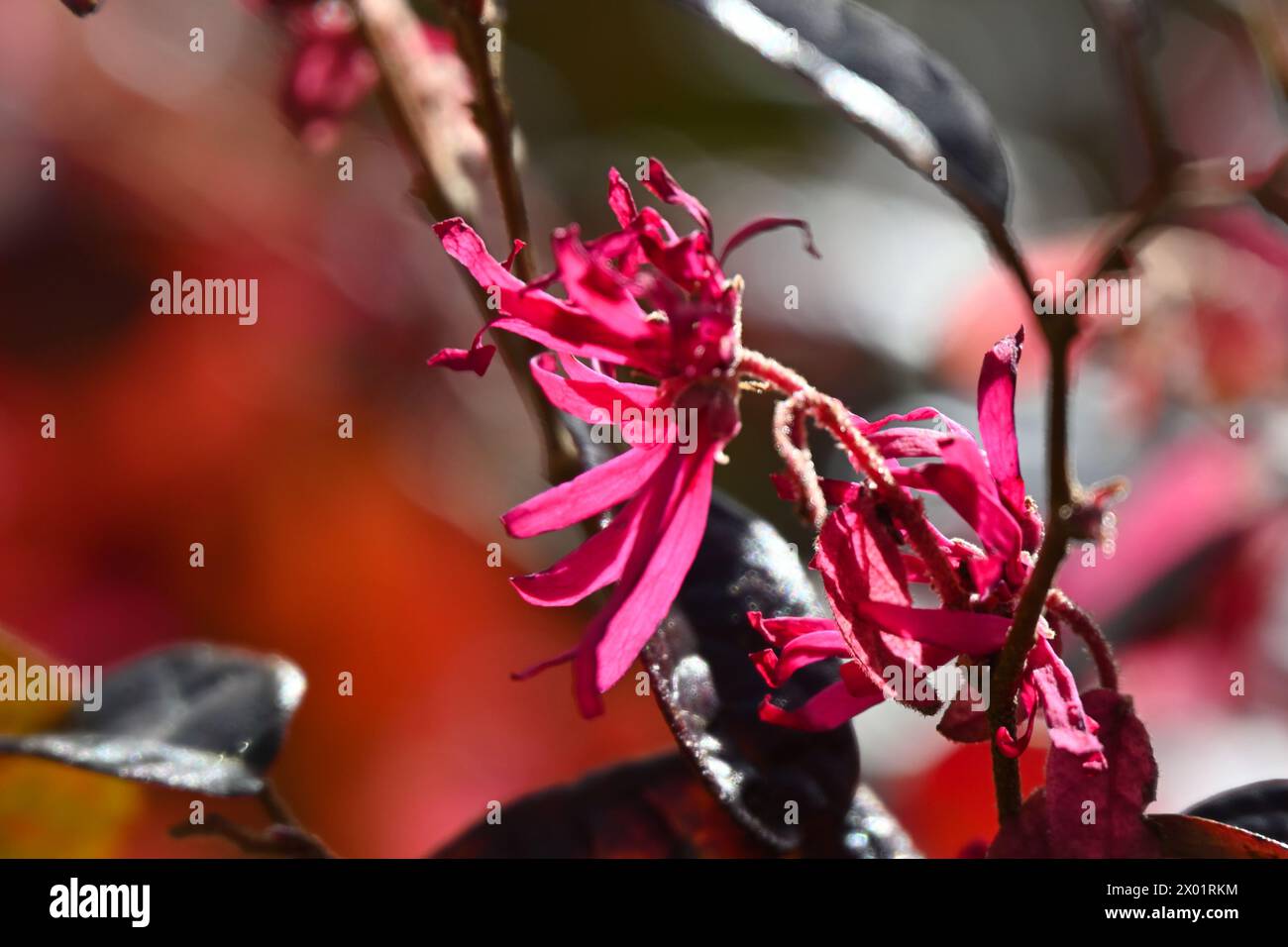 Rotes immergrünes Laub und leuchtende magentafarbene Blüten des Loropetalum chinensis Fire Dance, oder der chinesischen Hexenhaselnuss, die im britischen Gartenmarsch wächst Stockfoto