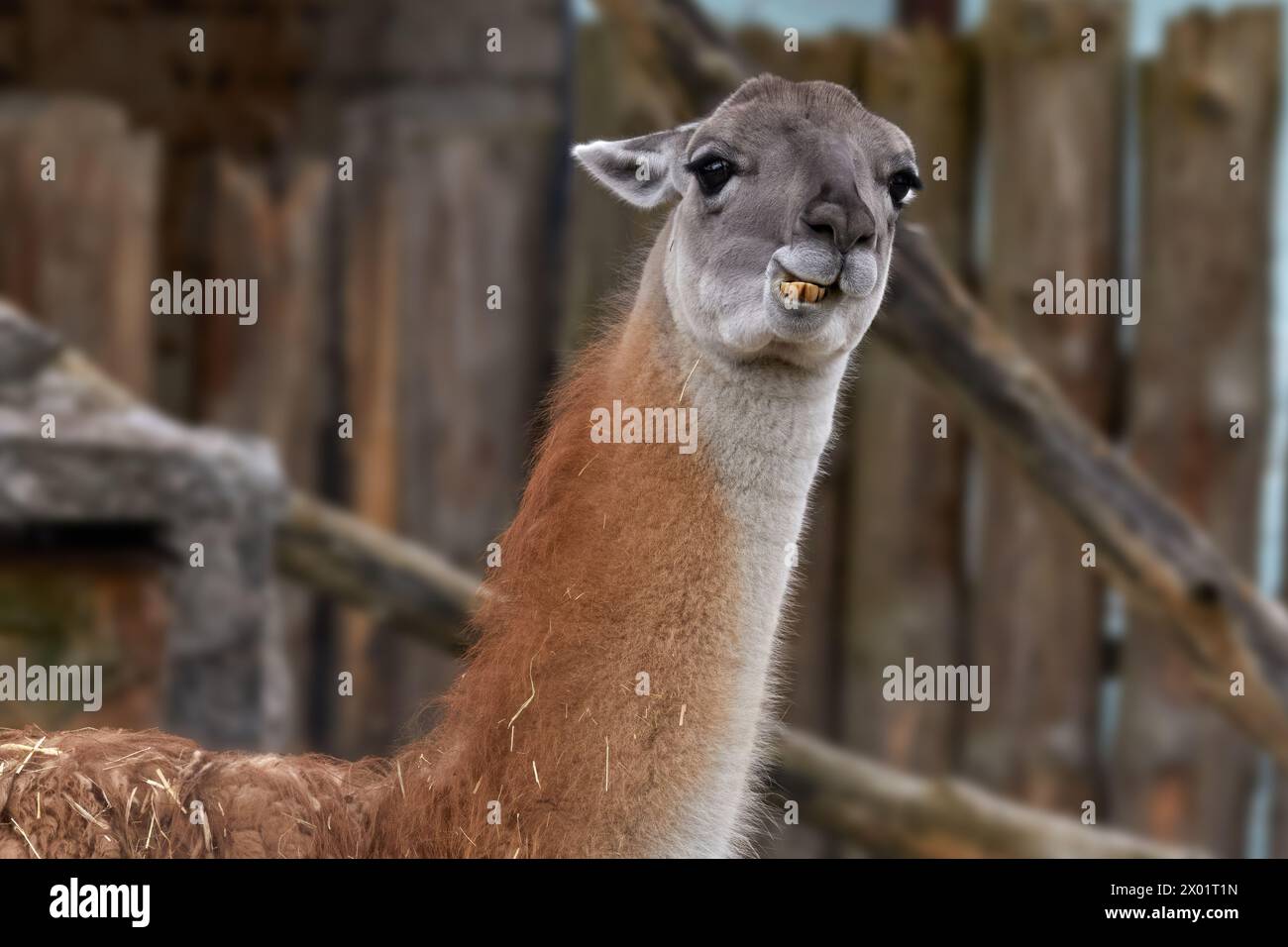 Bild eines wilden Lama-Tierkopfes in einem Zoogehege Stockfoto