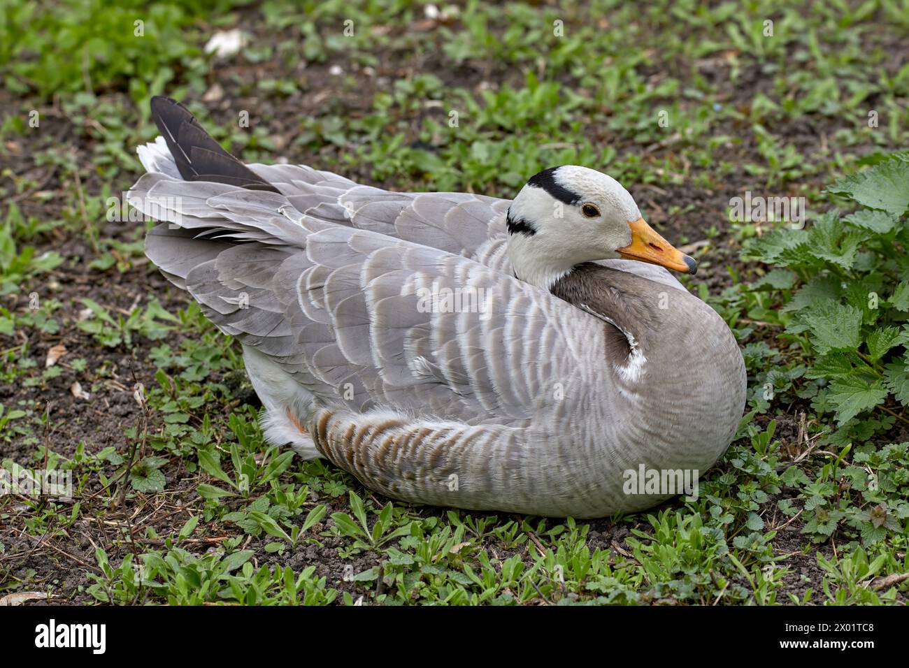 Bild von Wasservögeln Wildvogel Berggans, die auf dem Gras sitzen Stockfoto