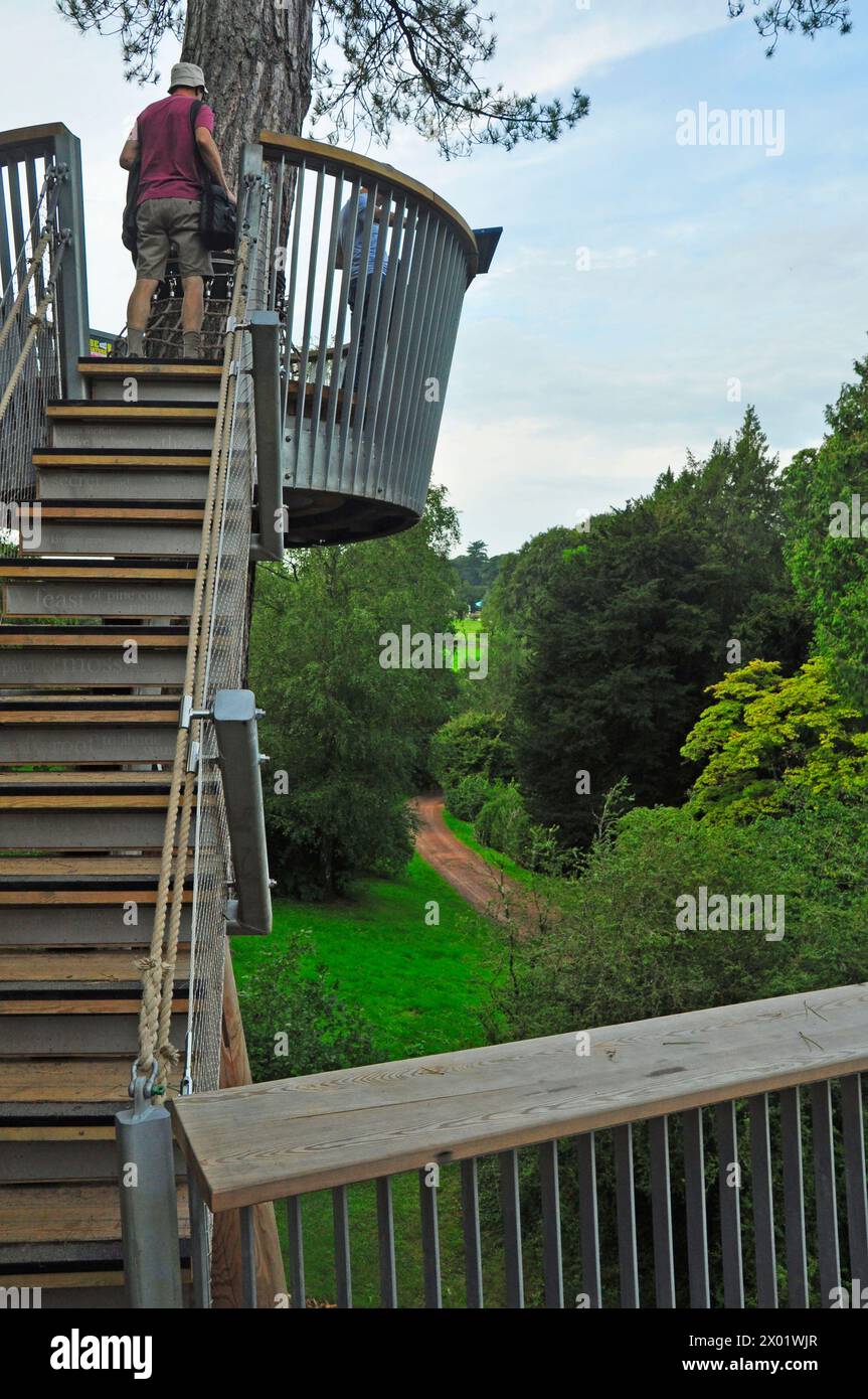 Der Fußweg auf den Bäumen und Aussichtspunkt am Westonbirt Arboretum in Gloucestershire. Die Aussicht von diesem Aussichtspunkt ist einer der Hauptstraßen i Stockfoto