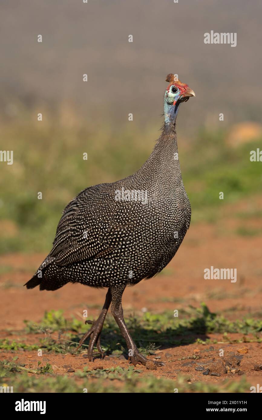 Guineafuhu mit Helm (Numida meleagris), Zimanga Wildreservat, Südafrika Stockfoto