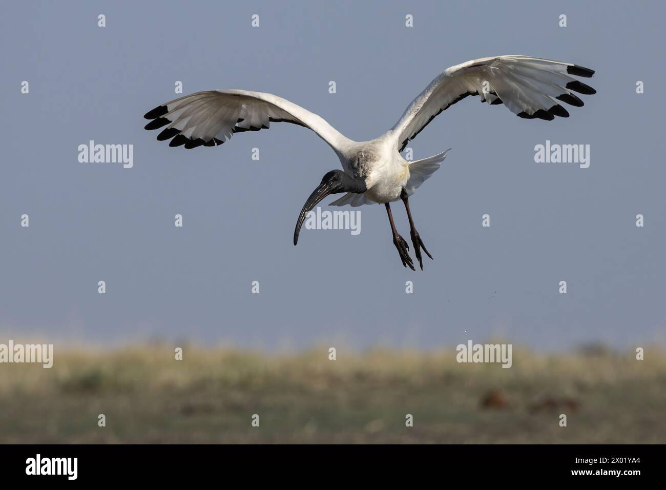 Sacred ibis (Threskiornis aethiopicus), Chobe Nationalpark, Botswana Stockfoto