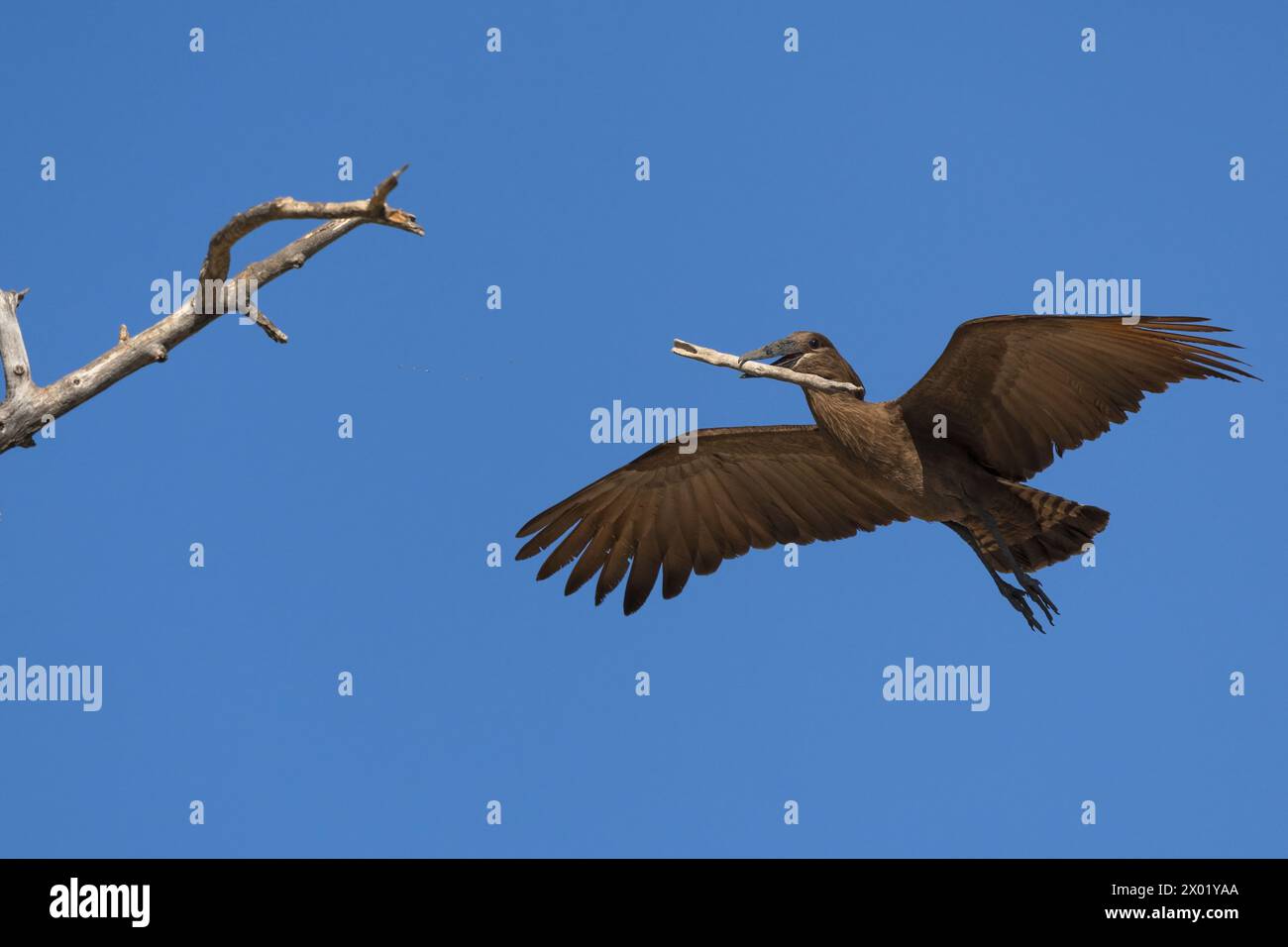 Hamerkop (Scopus-Regenschirm) mit Nistmaterial, Chobe-Nationalpark, Botswana Stockfoto