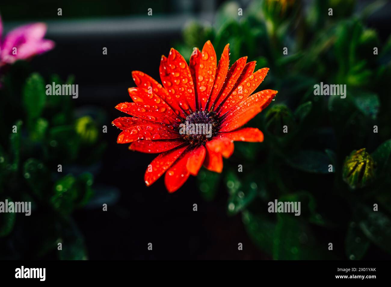 Nahaufnahme eines Osteospermum-Gänseblümchens Stockfoto