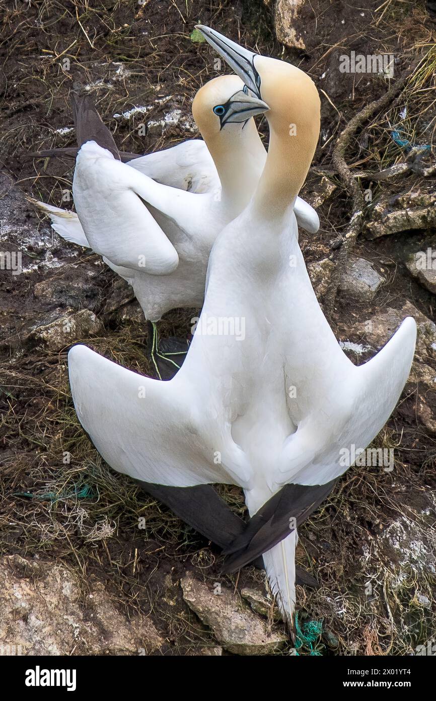 Ein Paar Nordgannets, Morus bassanus, führen ihr Paarungsritual an der Seite der Bempton Cliffs im Frühjahr durch Stockfoto