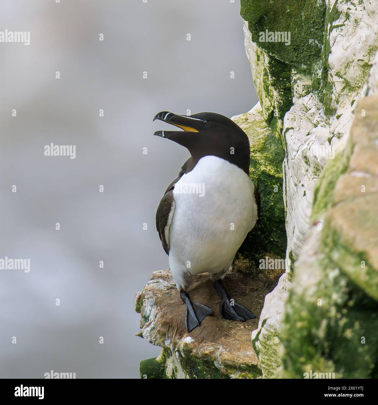 Ein Razorbill Seevögel, ALCA Torda, auf einem Felsvorsprung an der Seite der Bempton Cliffs mit seiner Schnabelöffnung, die sein hellgelbes Schnabelinnere zeigt Stockfoto