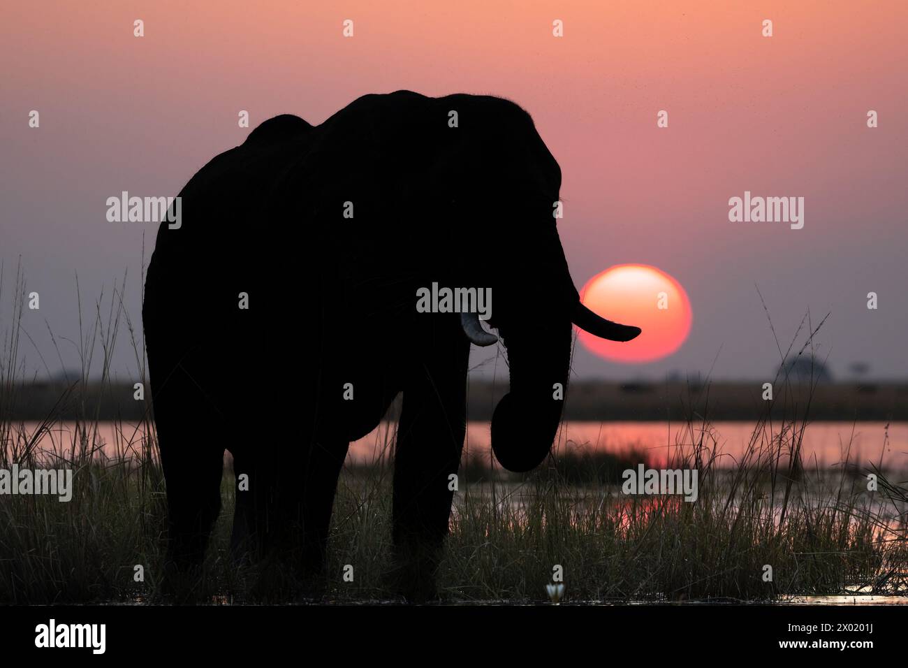 Elefantenbulle (Loxodonta africana) im Chobe River bei Sonnenuntergang, Chobe Nationalpark, Botswana Stockfoto