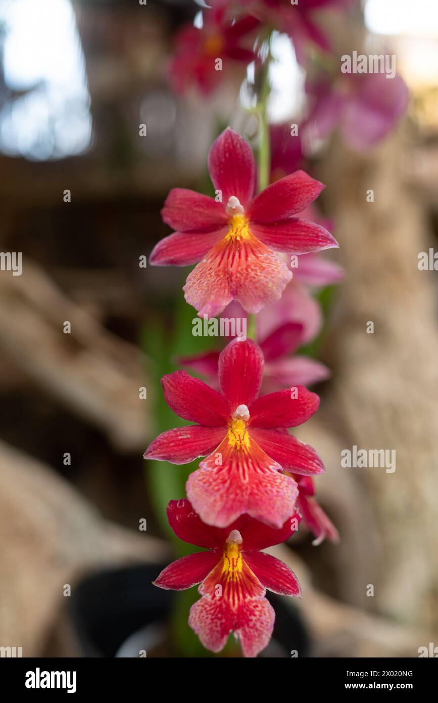 Rote Orchideenblüten auf dunkelgrünem Blatthintergrund. Ungewöhnliche kleine rote Orchideen Stockfoto