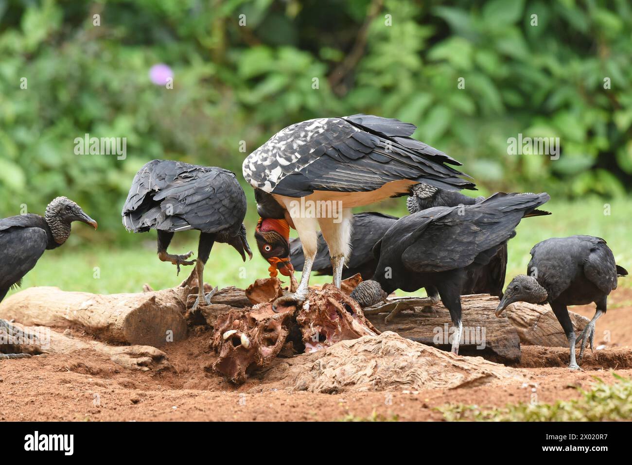 Vögel von Costa Rica: Königsgeier (Sarcoramphus Papa) und Schwarze Geier (Coragyps atratus) Stockfoto