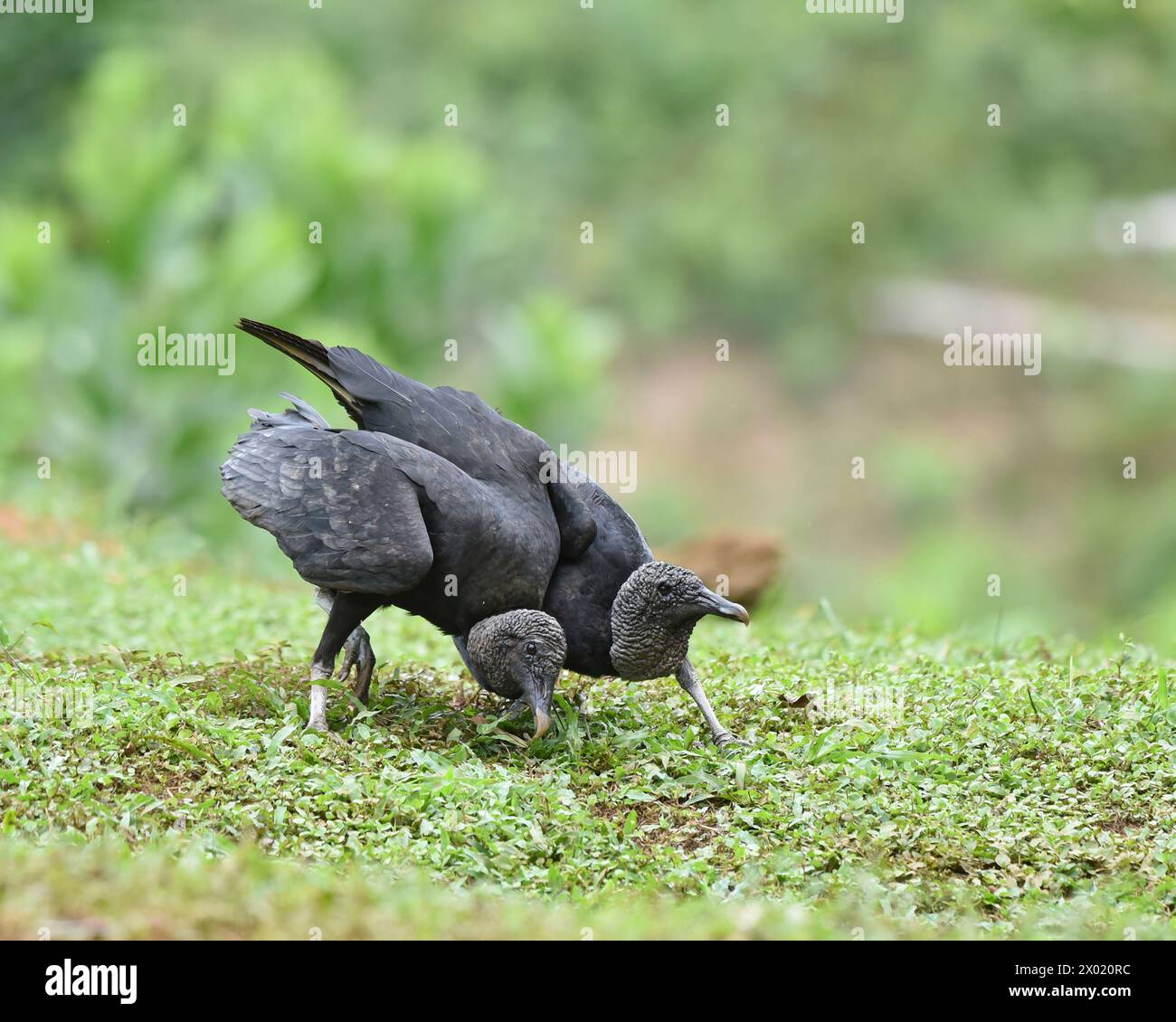 Vögel von Costa Rica: Schwarzgeier (Coragyps atratus) Stockfoto