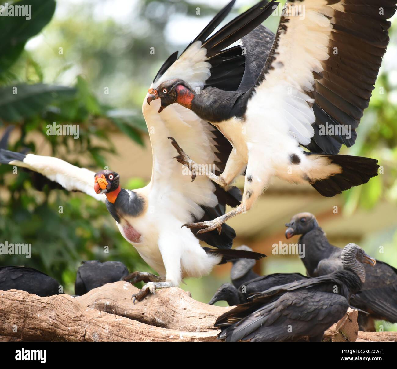 Vögel von Costa Rica: Königsgeier (Sarcoramphus Papa) Stockfoto