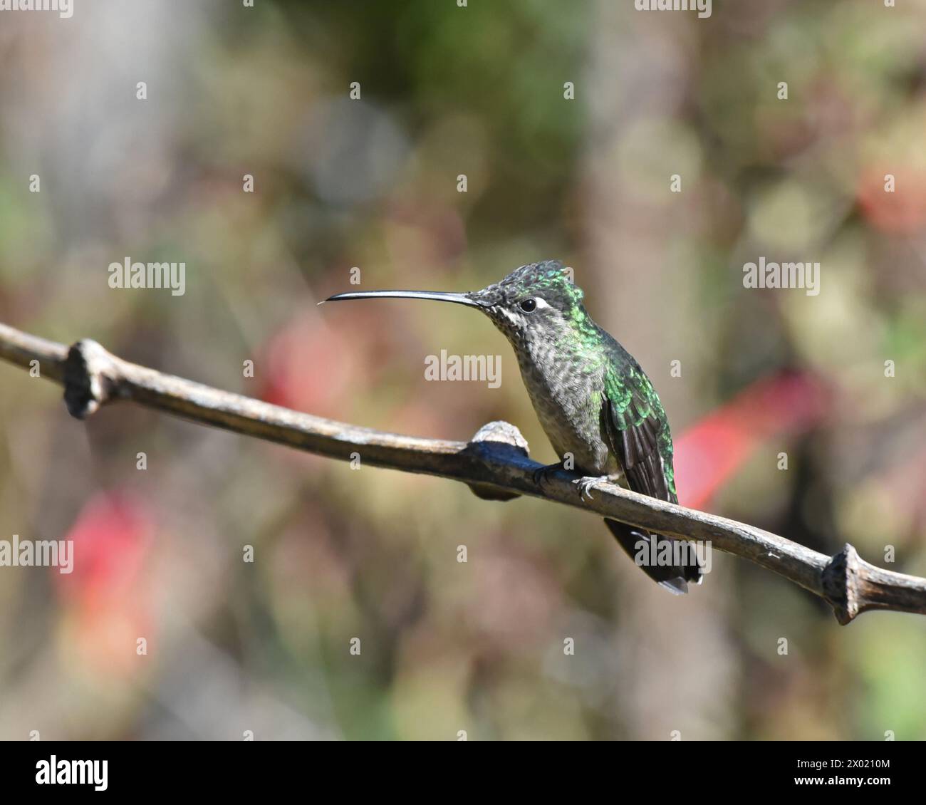 Vögel von Costa Rica: Talamanca Kolibri (Eugenes spectabilis) Stockfoto