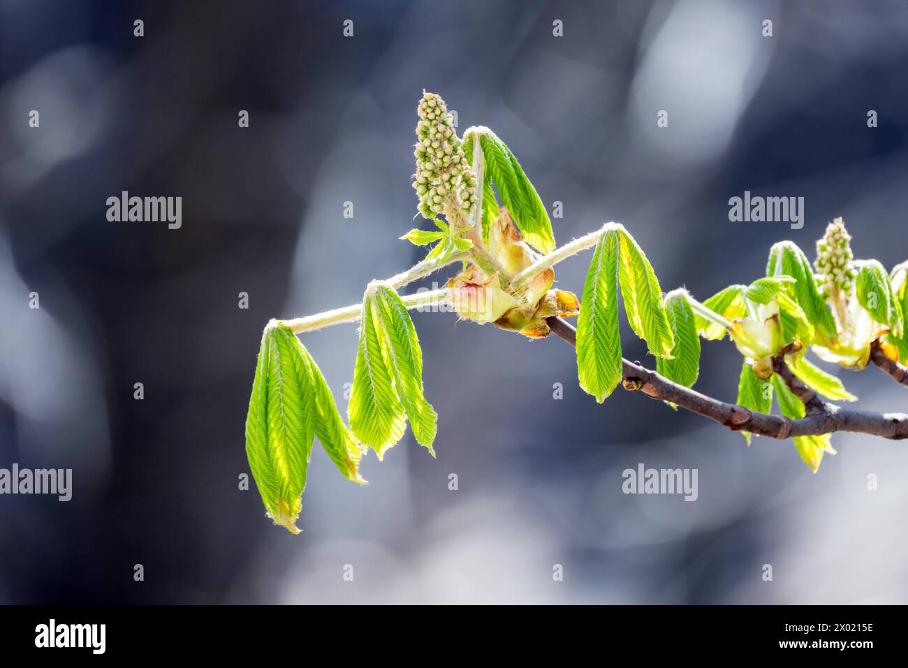 Bud und frische grüne Blätter eines Kastanienbaums an einem sonnigen Frühlingstag. Castanea, Nahaufnahme mit selektivem Weichfokus Stockfoto