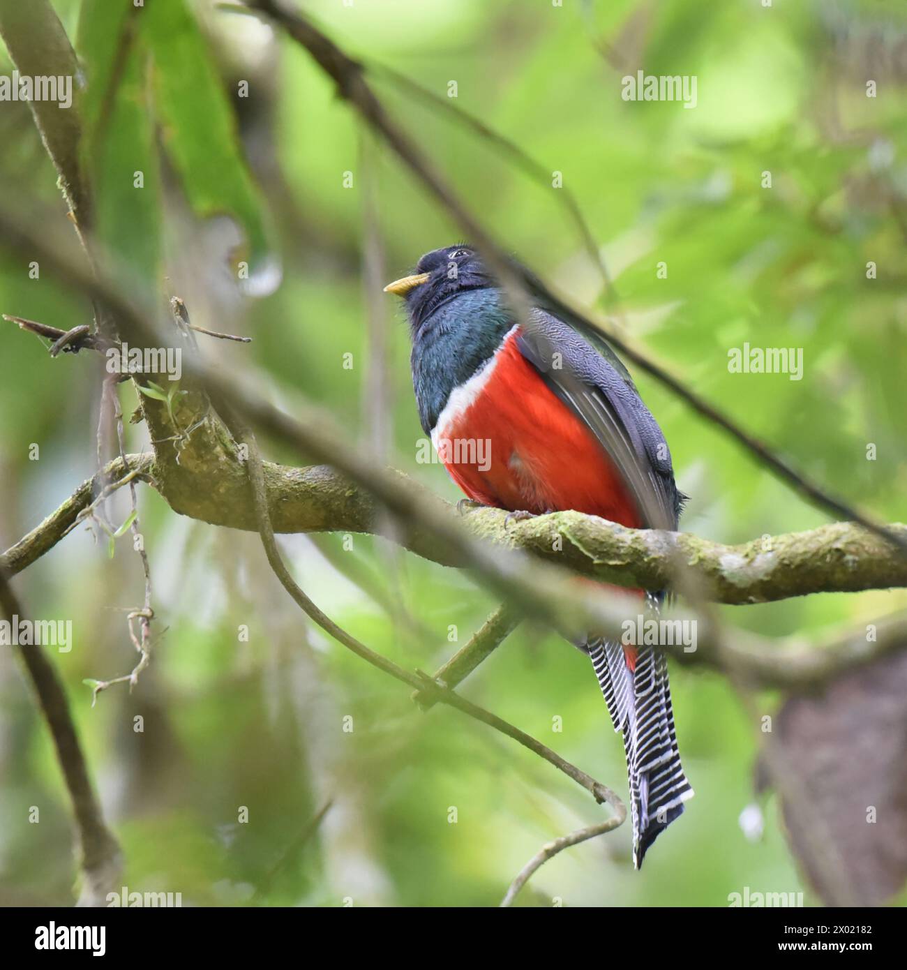 Vögel von Costa Rica: Trogon mit Kragen (Trogon collaris) Stockfoto