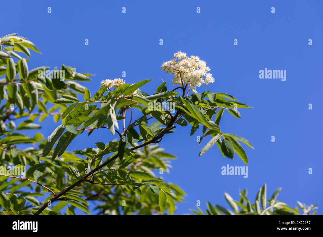 An einem sonnigen Frühlingstag stehen unter klarem blauem Himmel ein Blütenstrauch, weiße Blüten und grüne Blätter Stockfoto