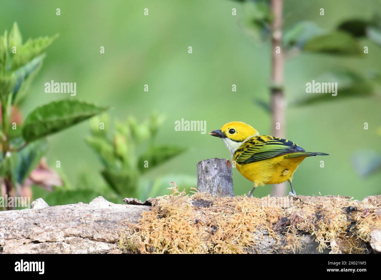 Vögel von Costa Rica: Silberkehltänzer (Tangara icterocephala) Stockfoto