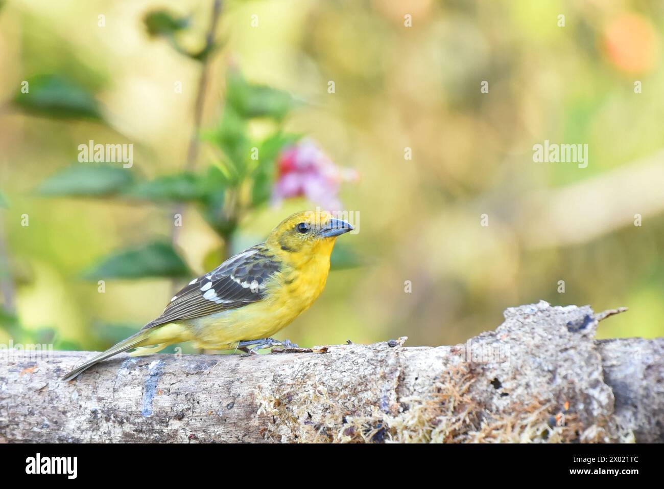 Vögel von Costa Rica: Weibliche Flamme-farbene Tanager (Piranga bidentata) Stockfoto