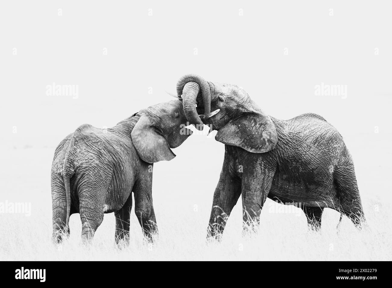 Elefanten (Loxodonta africana) Sparring, Masai Mara, Kenia Stockfoto