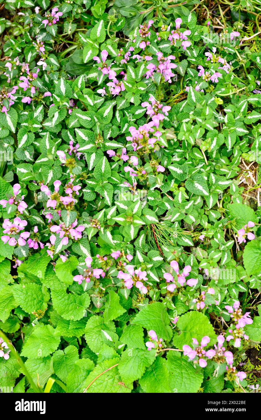 Gefleckte tote Brennnessel (Lamium maculatum) in meinem Garten Stockfoto