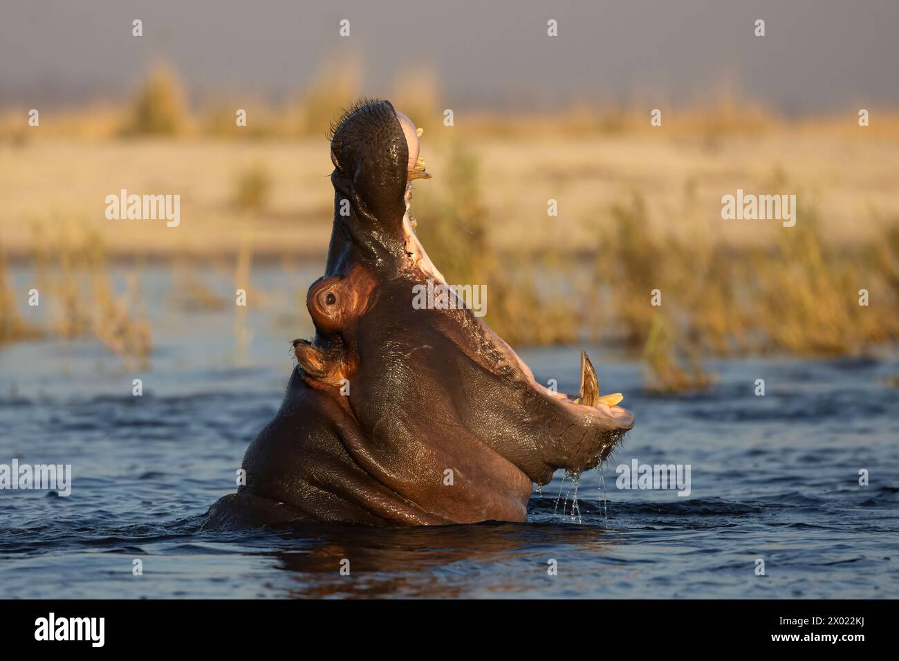 Hippo (Hippopotamus amphibius) Gähnen, Chobe-Nationalpark, Botsuana Stockfoto