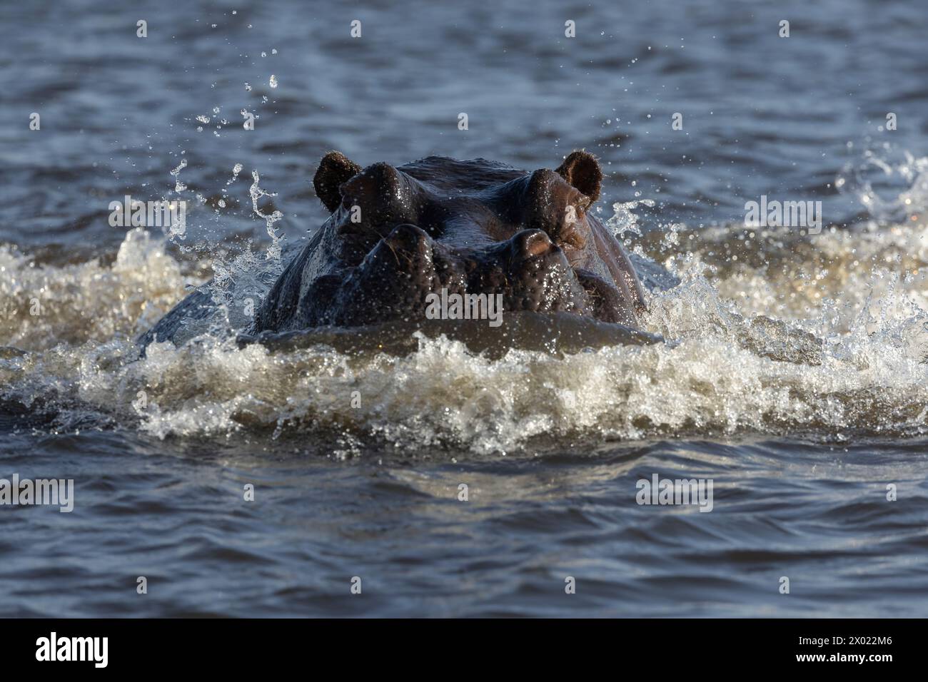 Hippo (Hippopotamus amphibius) Gebühr, Chobe Nationalpark, Botswana Stockfoto
