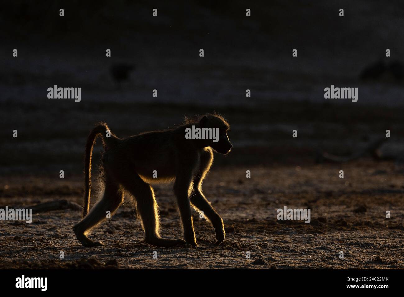 Chacma baboon (Papio ursinus), Chobe National Park, Botswana Stockfoto