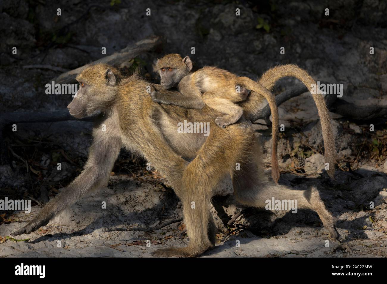 Chacma-Paviane (Papio ursinus), Chobe-Nationalpark, Botsuana Stockfoto