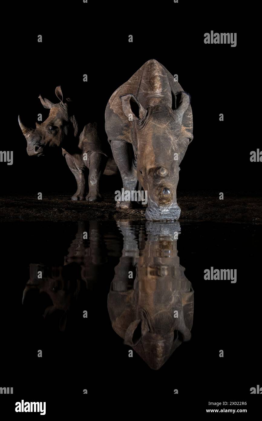 Weißes Nashorn (Ceratotherium simum) und Kalb bei Nacht, Zimanga privates Wildreservat, KwaZulu-Natal, Südafrika Stockfoto