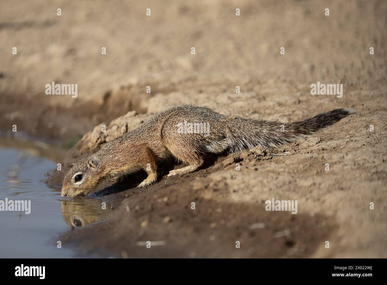 Ungestreiftes Bodenhörnchen (Xerus rutilus), Shompole, Kenia Stockfoto